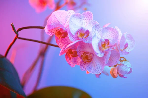 Delicate roze orchidee met dauw druppels close-up op licht blauwe achtergrond — Stockfoto