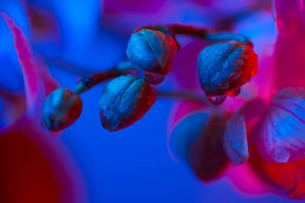 Delicada orquídea rosa com gotas de orvalho close-up no fundo azul claro — Fotografia de Stock