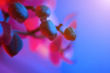 Açık mavi arka planda çiy damla yakın çekim ile narin pembe orkide