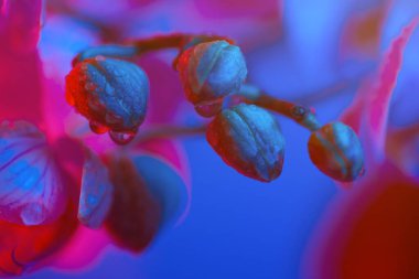 Açık mavi arka planda çiy damla yakın çekim ile narin pembe orkide