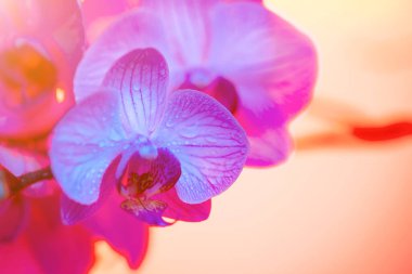 Açık mavi arka planda çiy damla yakın çekim ile narin pembe orkide