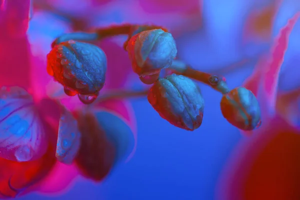 Delicada orquídea rosa com gotas de orvalho close-up no fundo azul claro — Fotografia de Stock