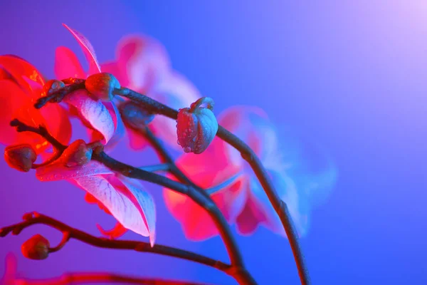 Delikat rosa orkidé med daggdroppar närbild på ljusblå bakgrund — Stockfoto