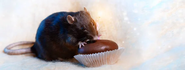 Una rata celebra su cumpleaños y se come un pastel con una vela sobre fondo claro —  Fotos de Stock