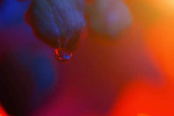 Delicada orquídea rosa con gotas de rocío de cerca sobre fondo azul claro — Foto de Stock