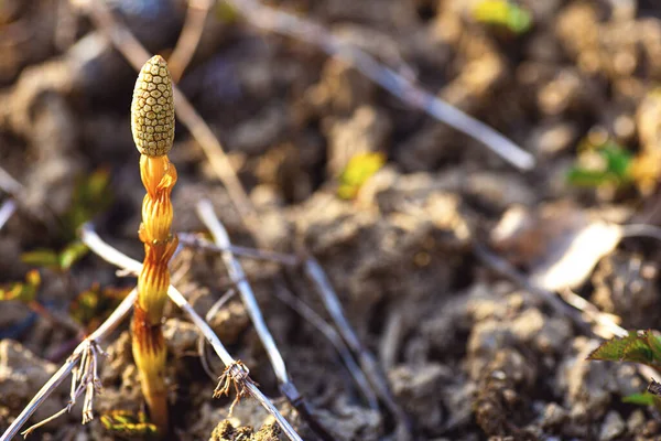 Medicinal plant horsetail on the background of spring glade — Stock Image Medicinal Plant Horsetail Background Spring Glade Royalty Free Stock Images