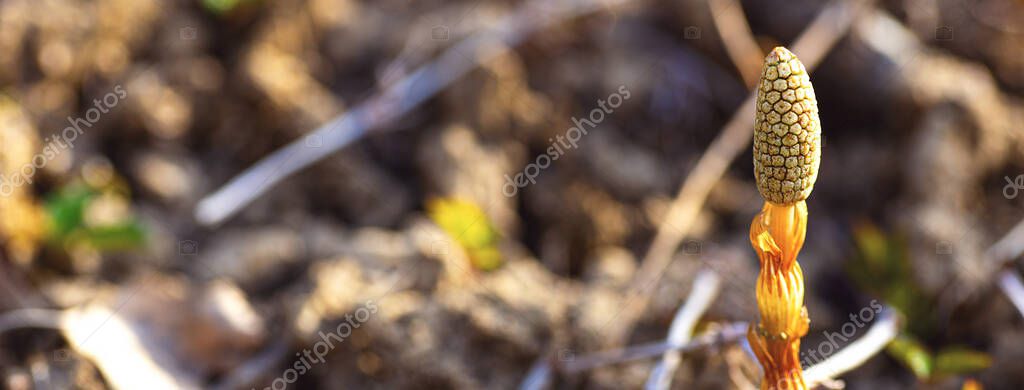 Medicinal plant horsetail on the background of glade — Stock Image Medicinal plant horsetail on the background of glade Stock Image
