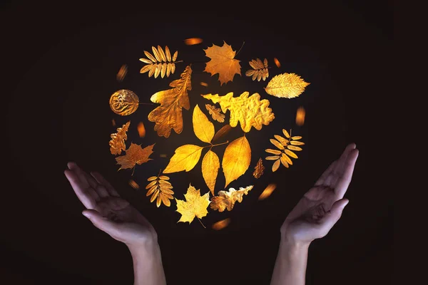 Gyldne blade hvirvler rundt i en magisk kugle. Hænderne fremmaner på denne tid af året. På en sort baggrund. Efterårsbegrebet - Stock-foto
