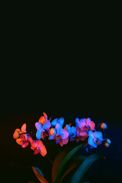 Яскраві квіти орхідей освітлені неоновим світлом на чорному тлі — стокове фото