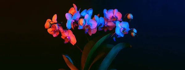 Яскраві квіти орхідей освітлені неоновим світлом на чорному тлі — стокове фото