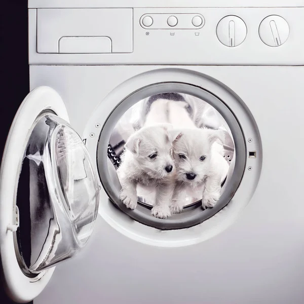 To West Hound Terrier hvalpe vaskes med blegemiddel i vaskemaskinen - Stock-foto