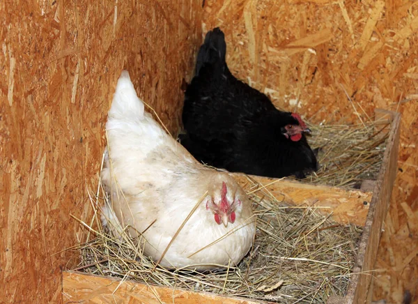 Siyah beyaz tavuk yuvada