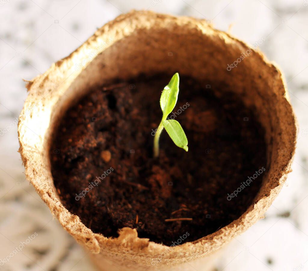 new life a small sprout in a pot