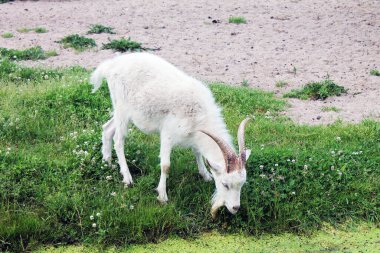 Çimen yiyen beyaz keçi