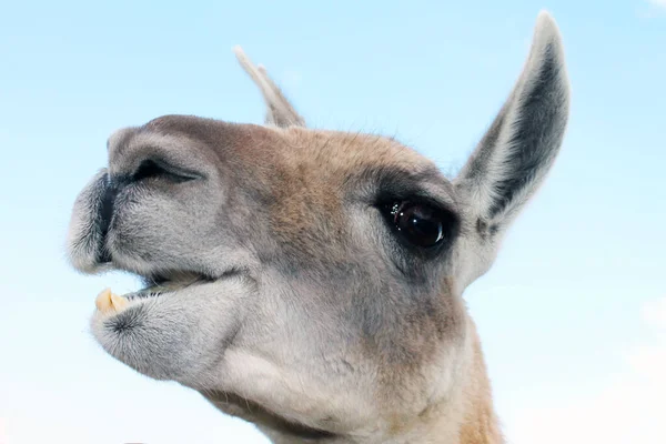 Happy Animal Llama Wild Close — Stock Photo, Image