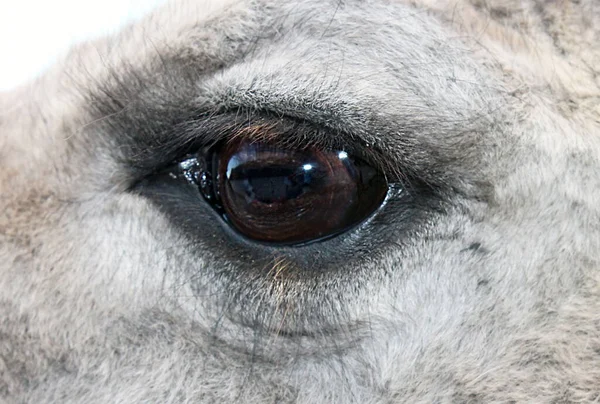 white llama animal eye close up