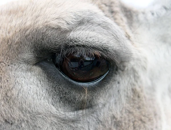 white llama animal eye close up