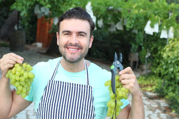 Close Portrait Handsome Young Man Apron Holding Branch Grapes Garden — Stock Photo, Image