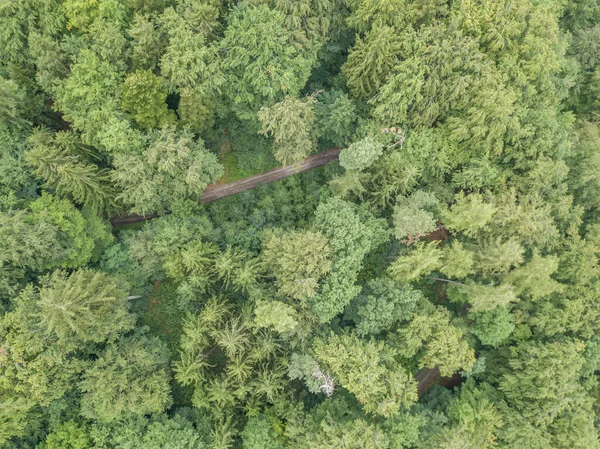 Aerial view of track through dense forest. Path visible through the foliage.