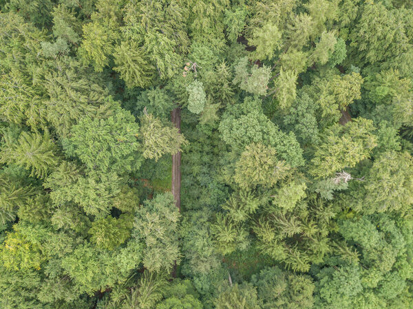 Aerial view of track through dense forest. Path visible through the foliage.