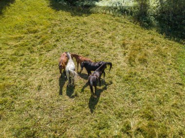 Bir yaz günü yeşil çayır üzerinde ineklerin hava manzarası.