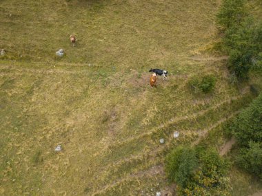 Bir yaz günü yeşil çayır üzerinde ineklerin hava manzarası.