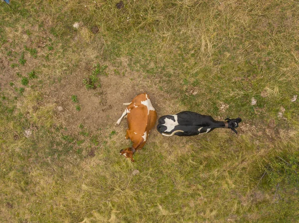 Pemandangan Udara Sapi Padang Rumput Hijau Pada Hari Musim Panas — Stok Foto