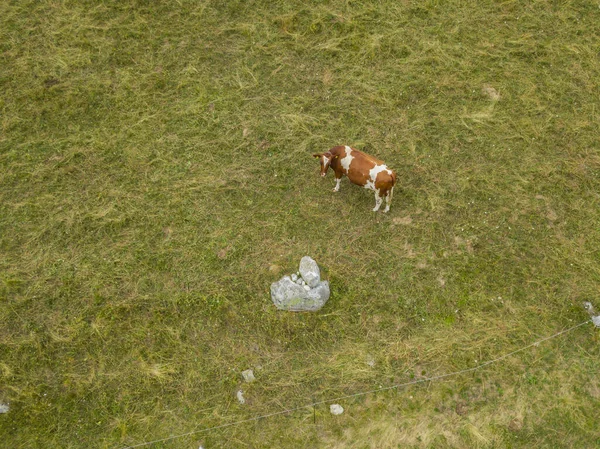 Aerial View Cow Green Pasture Concept Animal Cattle Farming — Stock Photo, Image