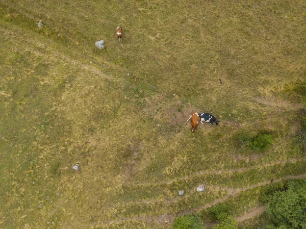 Pemandangan Udara Sapi Padang Rumput Hijau Pada Hari Musim Panas — Stok Foto