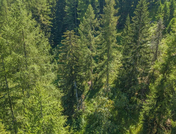 Vista Aérea Serena Tranquila Floresta Conífera Seu Dossel Tampos Árvores — Fotografia de Stock