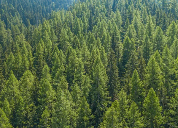Sakin ve sakin kozalaklı ormanın ve tepe örtüsünün havadan görünüşü. İsviçre dağlarındaki Idyllic Ağacı tepeleri yukarıdan görülüyor.