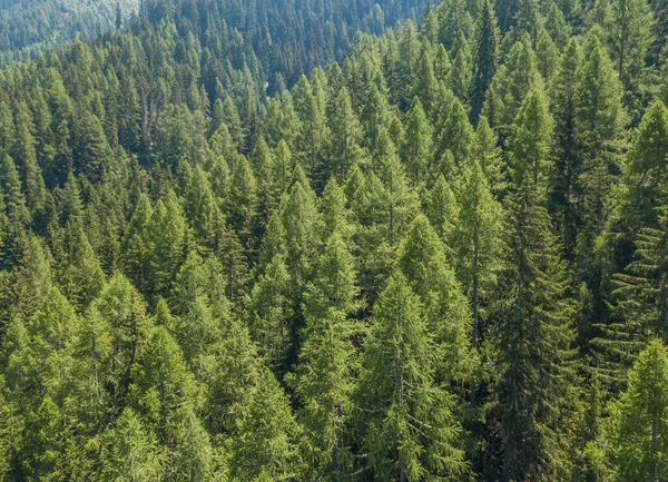 Sakin ve sakin kozalaklı ormanın ve tepe örtüsünün havadan görünüşü. İsviçre dağlarındaki Idyllic Ağacı tepeleri yukarıdan görülüyor.