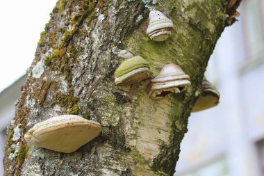 Bir huş ağacının gövdesinde ahşap bir mantar. Ağaçtaki asalak mantarlar. Ağaç kabuğu ve yosun dokusu