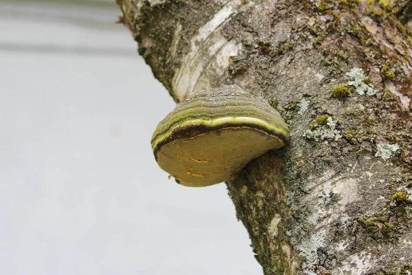 Um cogumelo de madeira no tronco de uma bétula. Fungo parasitário em uma árvore. Textura de casca e musgo — Fotografia de Stock