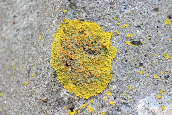 Bellissimo lichene verde chiaro su un muro di cemento. Muschio verde su pietra nella forma di un posto ovale. La consistenza del lichene — Foto Stock