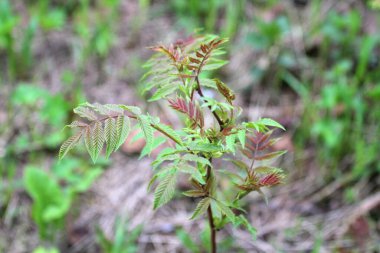 Ağaçlarda ve çalılıklarda süslü filizler.. 