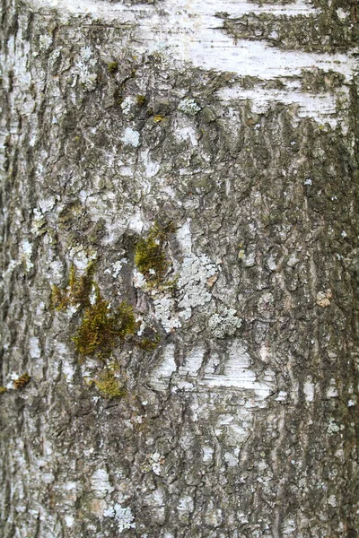 회색의 오래 된 나무 껍질 질감. 나무줄기. — 스톡 사진