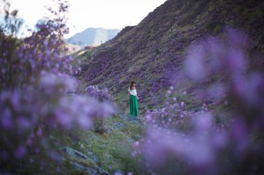Bir kız çiçek açmış bir şekilde bir dağ manzarasının arka planında yürür. Altai dağlarında ledum çiçekleri açar..
