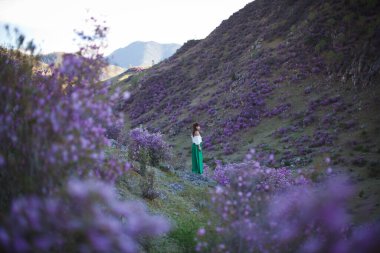 Bir kız çiçek açmış bir şekilde bir dağ manzarasının arka planında yürür. Altai dağlarında ledum çiçekleri açar..