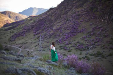 Bir kız çiçek açmış bir şekilde bir dağ manzarasının arka planında yürür. Altai dağlarında ledum çiçekleri açar..