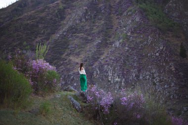 Bir kız çiçek açmış bir şekilde bir dağ manzarasının arka planında yürür. Altai dağlarında ledum çiçekleri açar..