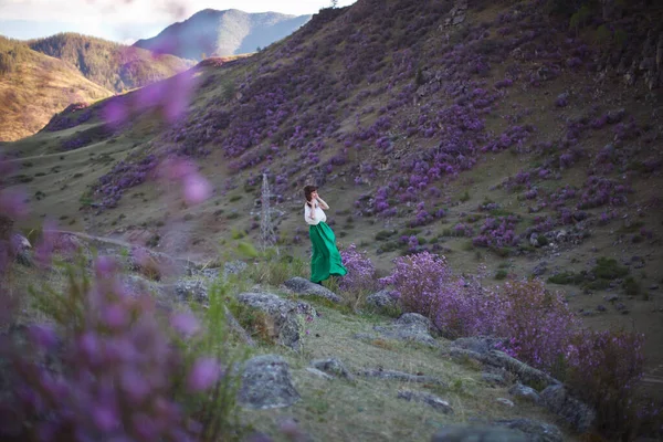 A girl walks in bloom of flowers against the backdrop of a mountain landscape. Ledum blossoms in the Altai mountains.