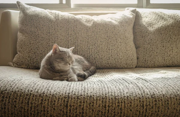 Grijze Kat Kort Haar Slapen Bank Een Ochtend — Stockfoto