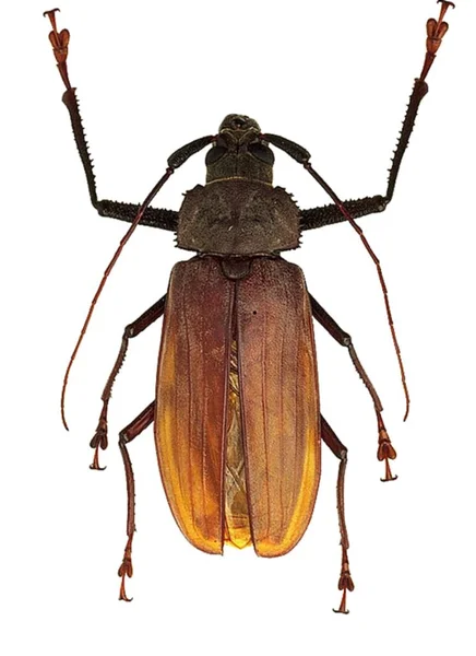 Titanus giganteus owad z białym tłem Obrazy Stockowe bez tantiem