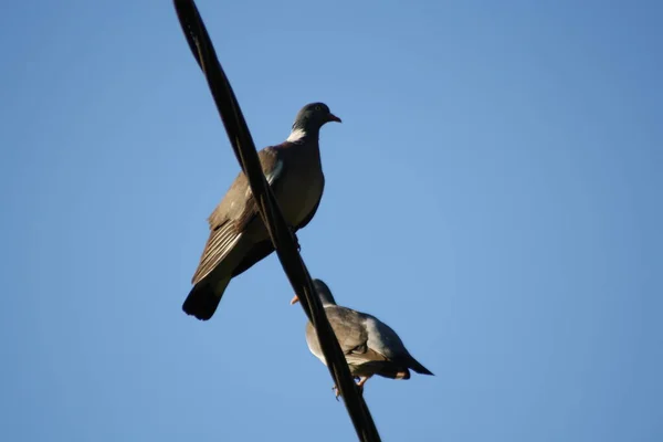 Un uccello appollaiato su un palo — Foto Stock