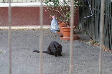 Çitin kenarında oturan bir kedi