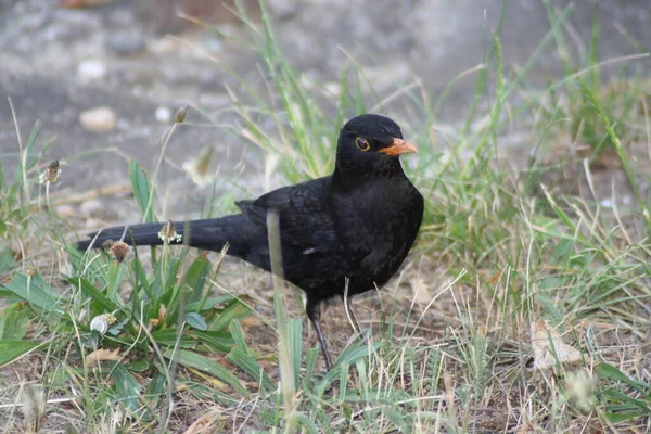 Pták sedící na travnatém poli — Stock fotografie