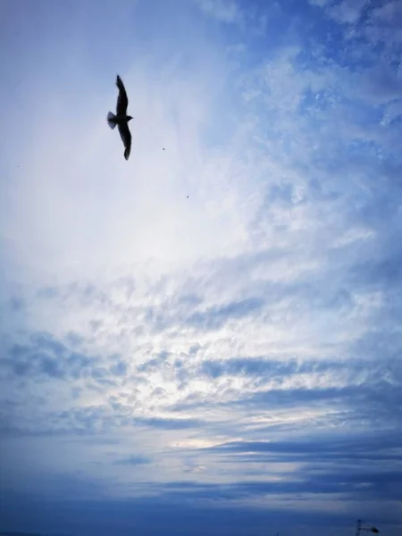 Seagull flies on lake Balaton beach on a summer evening — Stock Photo, Image