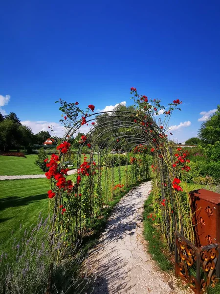 美しい背景を持つ赤いバラのクローズアップ — ストック写真