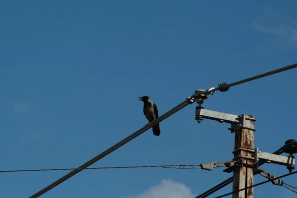 Corbeau assis sur la ligne électrique — Photo